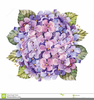 Pink Hydrangea Clipart Image