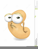 Nut Clipart Image