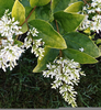 Privet Hedge Flowers Image