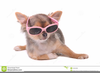 Chihuahua Puppy Clipart Image