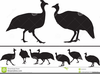 Clipart Guinea Fowl Image