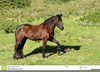 Free Clipart Friesian Horse Image