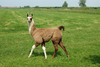 Llama In The Grassland Image