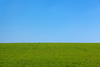 Grass And The Sky Background Image