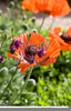 Papaver Rhoeas Pod Image