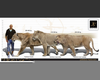 Cave Lion Size Image