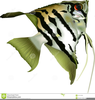 Angelfish Clipart Free Image