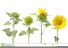 Clipart Sunflower Pictures Image