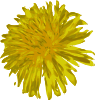 Dandelion Clip Art