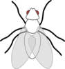 Fly Clip Art