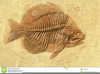 Fish Fossil Clipart Image