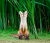 Cute Little Fox Image