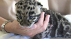 Baby Clouded Leopards Image