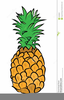 Pineapple Illustration Clipart Image