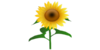 Sunflower Image