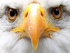 Eagle Eyes Image