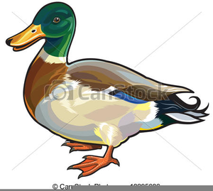 Mallard Duck Clipart Image