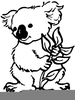 Koala Clipart Images Image