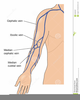 Veins Of The Arm Clipart Image