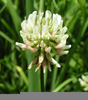 White Clover Tea Image