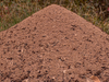 Ant Hill Image