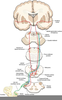 Lateral Lemniscus Image