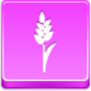 Free Pink Button Wheet Image