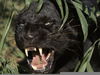 Black Jaguar Snarling Image