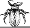 Water Boatman Drawing Image