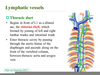 Lymphatic Vessels Slide Image