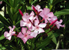 Oleander Plant Colors Image