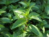 Peppermint Plant Image