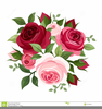 Roses Pictures Image Clipart English Tea Rose Image