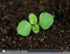 Digitalis Purpurea Seedlings Image