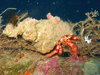 Phylum Arthropoda Marine Image