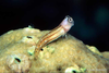 Blenny Fish Care Image