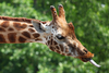 Giraffe Tongue Vtdm Image