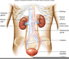 Adrenal Artery Image