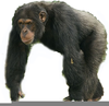 Chimpanzee And Clipart Image