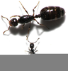 Red Ants Queen Image
