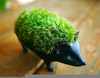 Chia Pet Porcupine Image