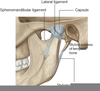 Sphenomandibular Ligament Image