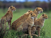 Cheetah Family Name Image