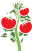 Tomato W/o Black Clip Art