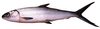 Milkfish Image