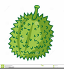 Durian Fruit Clipart Image