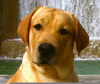 Labrador Field Dog Clipart Image
