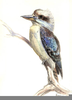 Free Clipart Kookaburra Image