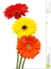 Gerber Daisy Free Clipart Image