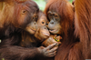 Orangutan Family Pictures Image